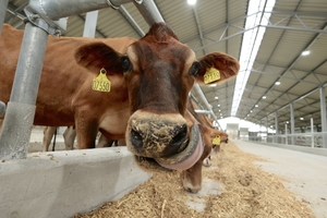 Новини Вінниці / На Вінниччині запрацювала нова сучасна молочна ферма «Вінсайт»