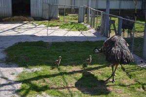Новини Вінниці / У Подільському зоопарку вперше народилися страуси Ему: турботливий татусь уже вигулює малюків