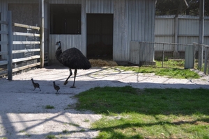Новини Вінниці / У Подільському зоопарку вперше народилися страуси Ему: турботливий татусь уже вигулює малюків