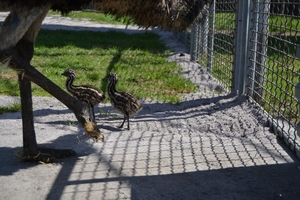 Новини Вінниці / У Подільському зоопарку вперше народилися страуси Ему: турботливий татусь уже вигулює малюків