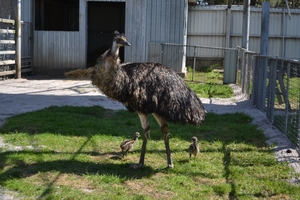 Новини Вінниці / У Подільському зоопарку вперше народилися страуси Ему: турботливий татусь уже вигулює малюків