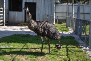 Новини Вінниці / У Подільському зоопарку вперше народилися страуси Ему: турботливий татусь уже вигулює малюків