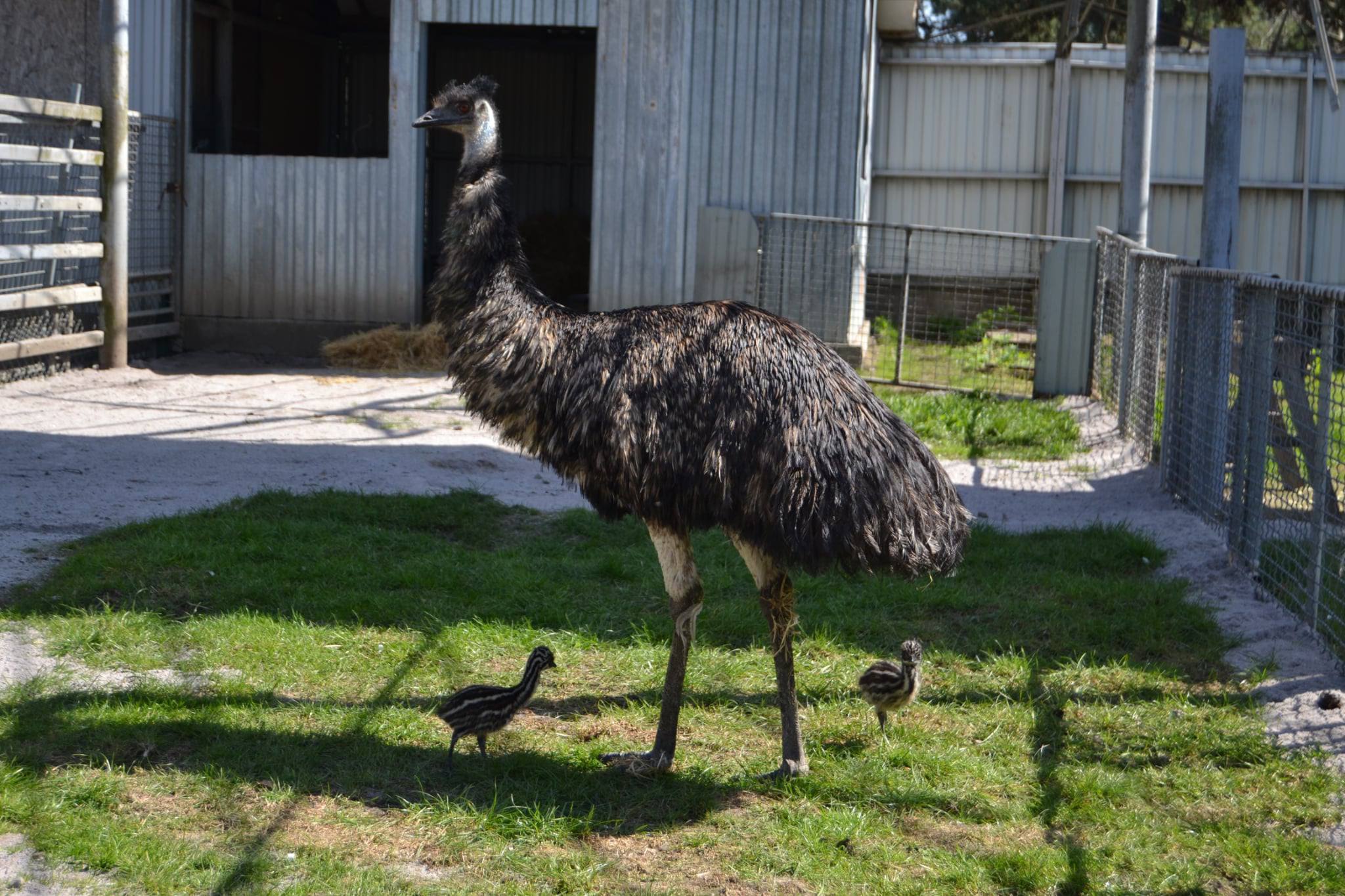 Новини Вінниці / У Подільському зоопарку вперше народилися страуси Ему: турботливий татусь уже вигулює малюків