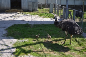 Новини Вінниці / У Подільському зоопарку вперше народилися страуси Ему: турботливий татусь уже вигулює малюків