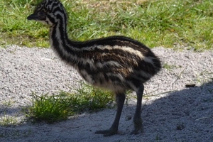 Новини Вінниці / У Подільському зоопарку вперше народилися страуси Ему: турботливий татусь уже вигулює малюків
