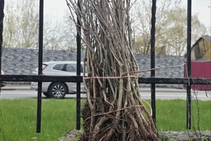 Новини Вінниці / У Вінниці висадили 25 Шевченківських дубів у межах всеукраїнської акції